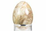 Polished Petrified Palm Root Egg - California #309041-1